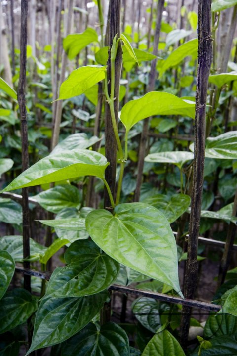 Betel leaf_Bangladesh