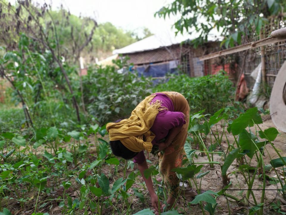 People plant vegetable and fruit trees for food at the Balukhali refugee camp