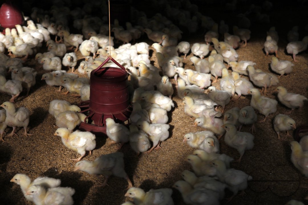 Poultry