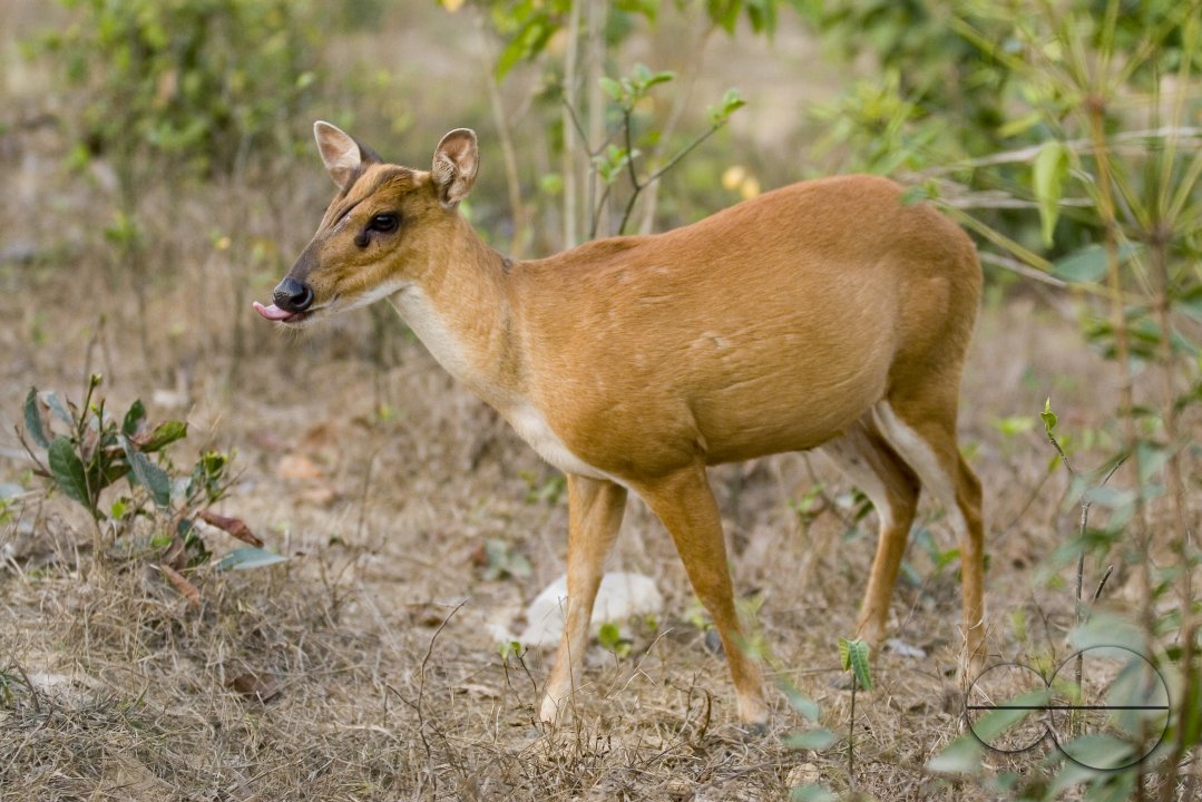 Wild Life