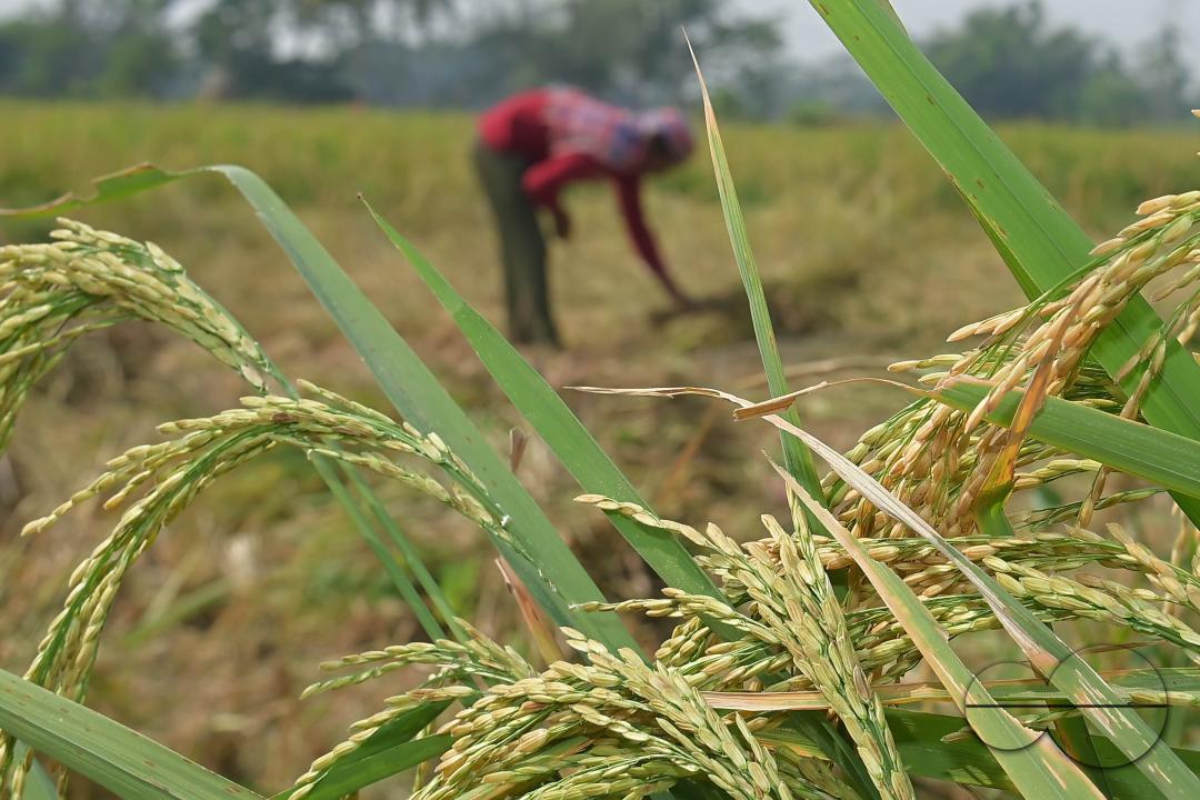 Farmers harvest paddy at a field in Shanmura village, on the outskirts of Agartala