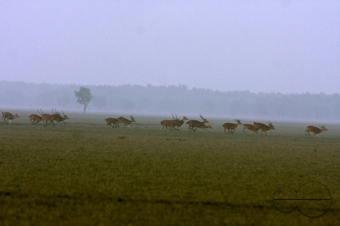 MWC005484