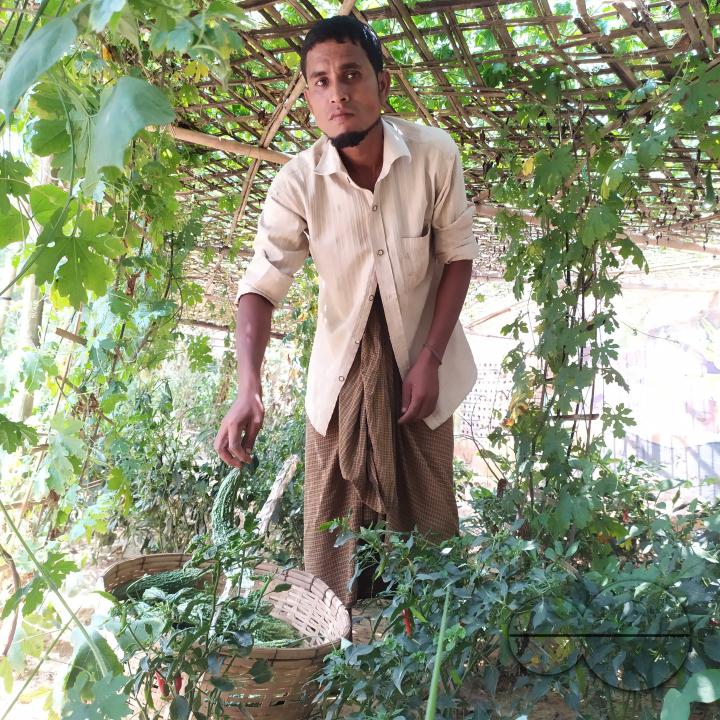People plant vegetable and fruit trees for food at the Balukhali refugee camp