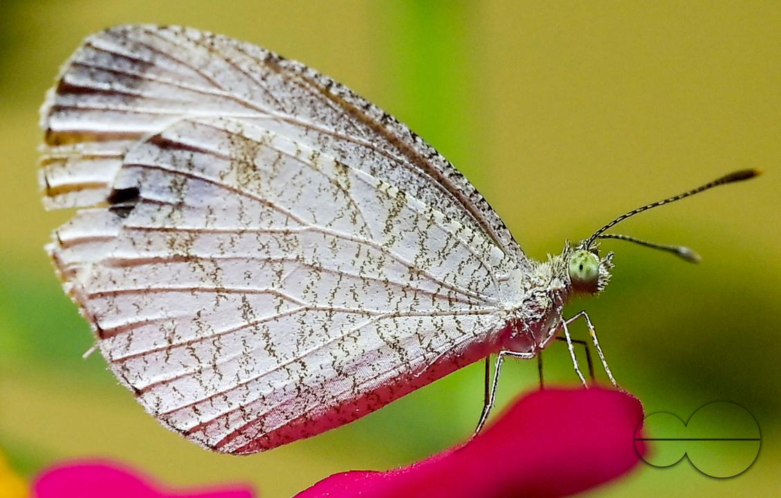 A butterfly is collecting nectar from a flower in Agartala