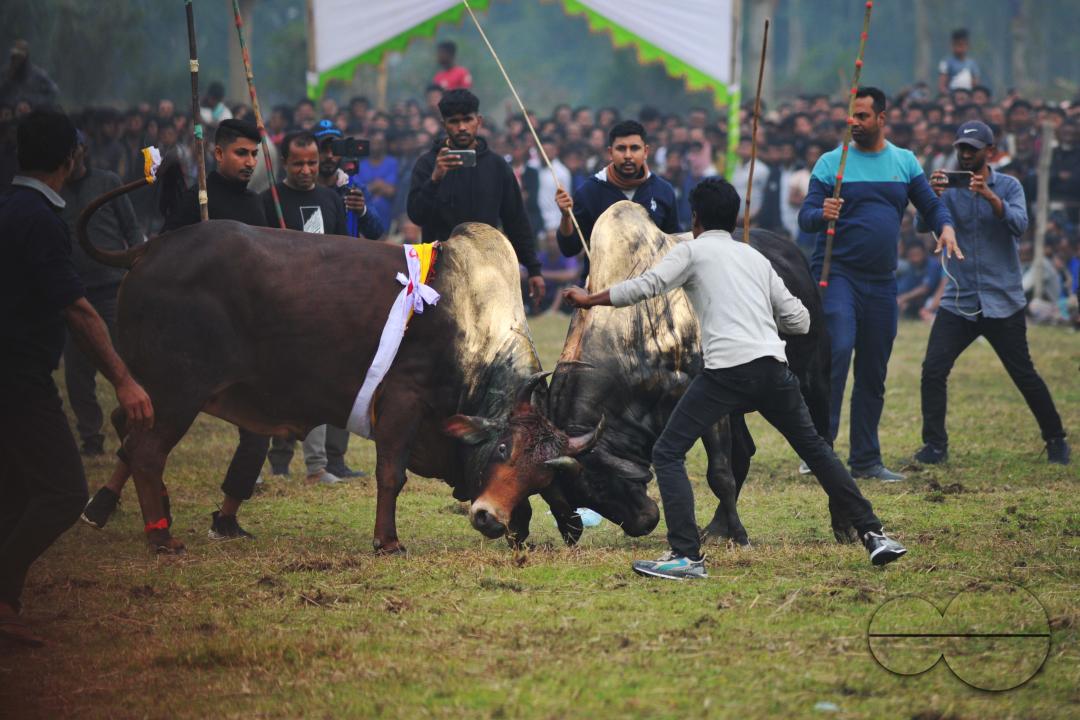 Two bulls competing in a huge bull fight organized by local residents at Khasarkandi field of Patli union of Jagannathpur upazila of Sunamganj district