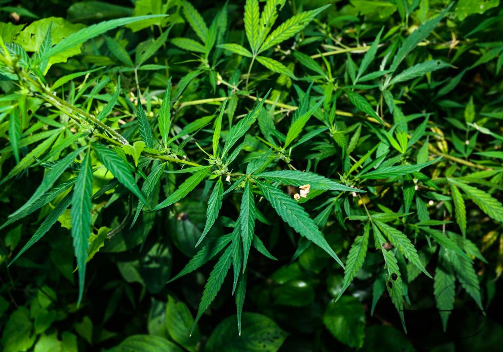 Cannabis sativa is an annual herbaceous flowering plant