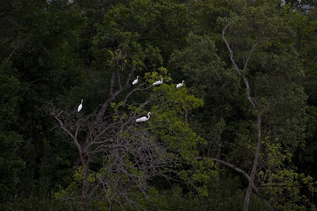 Bird_Bangladesh
