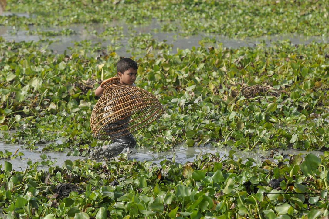 Rural people armed with Bamboo fish traps and handmade fishing nets take part in celebrating in a 100-year winter polo bawa fishing festival at the Gowahori beel of Biswanath upazila in Sylhet