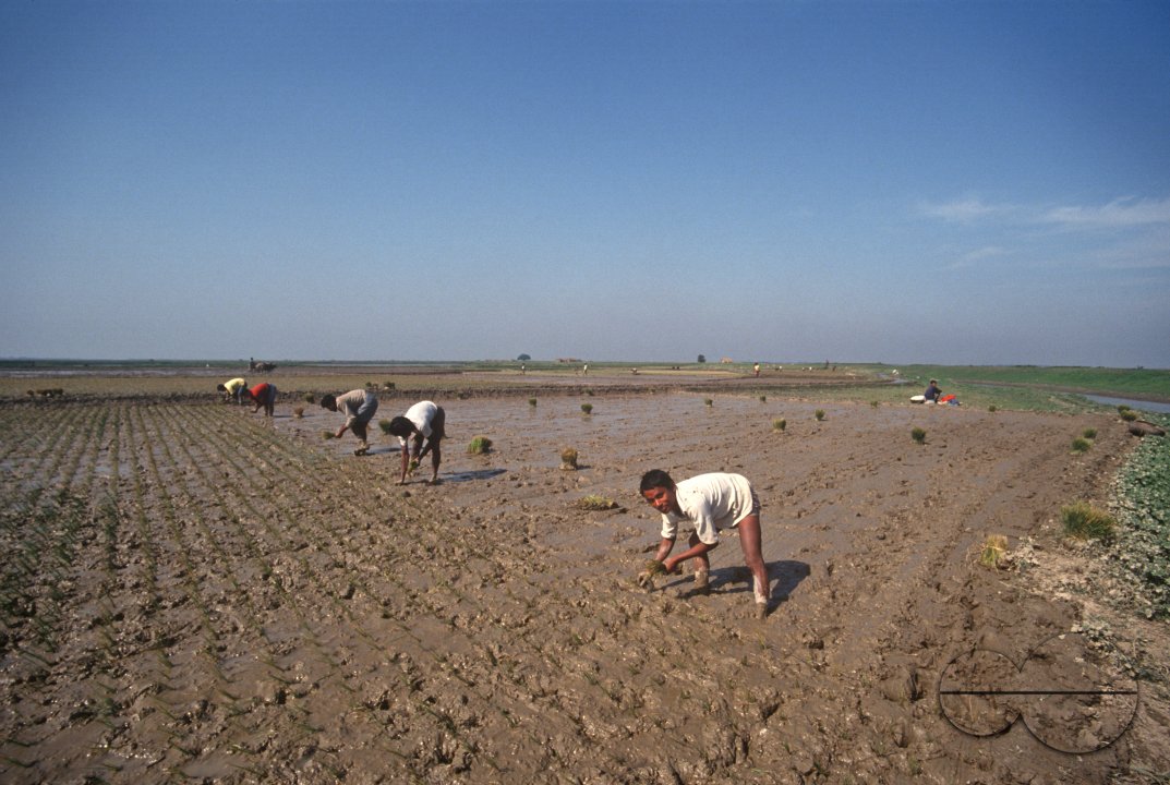 MWC002789