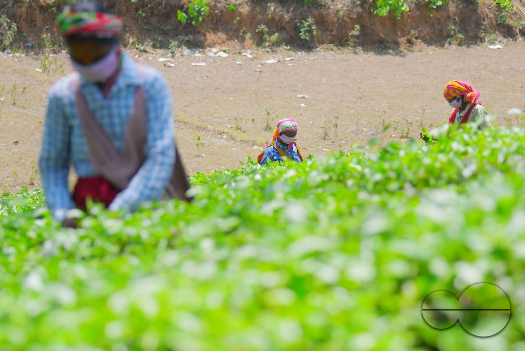 Tea garden workers during lockdown