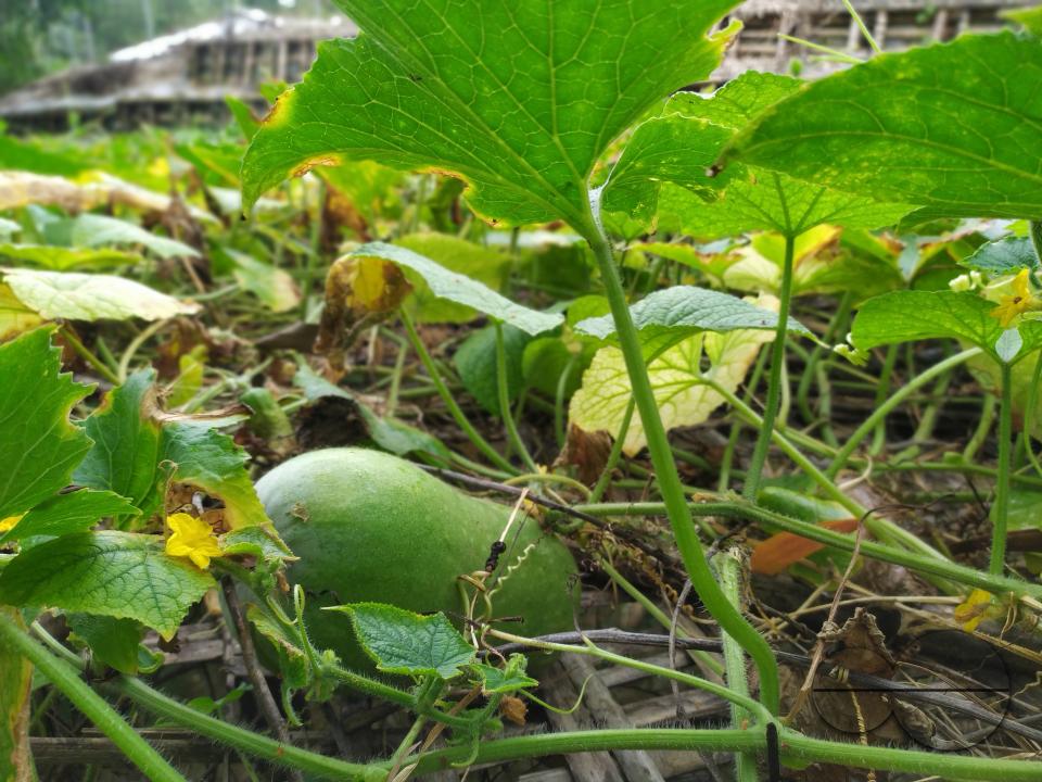 People plant vegetable and fruit trees for food at the Balukhali refugee camp