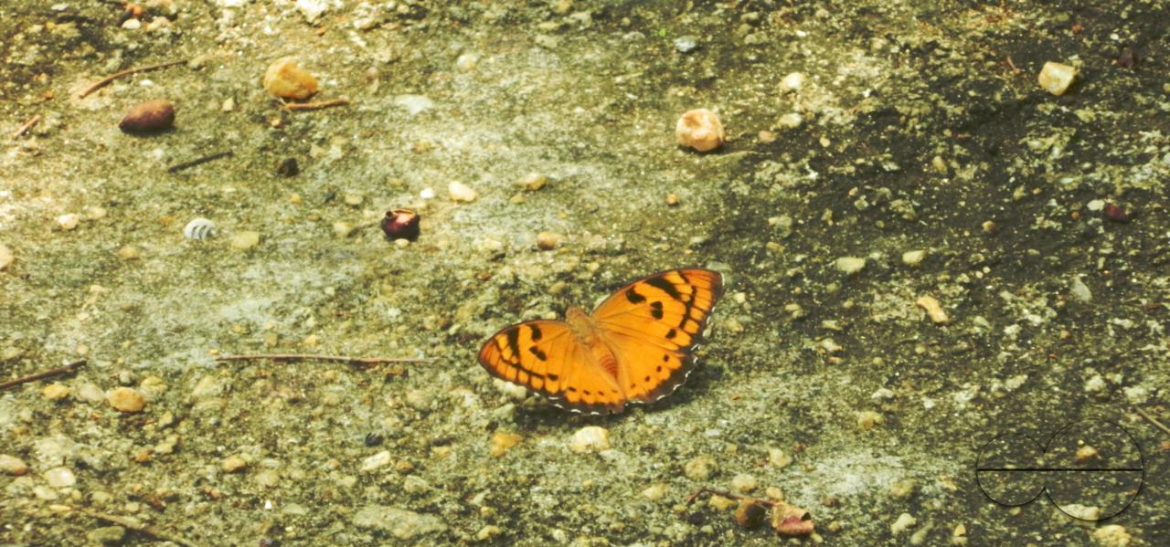MWC052376