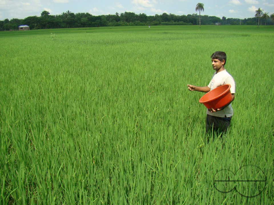 Using fertilizer in growing Aman plant in Jessore