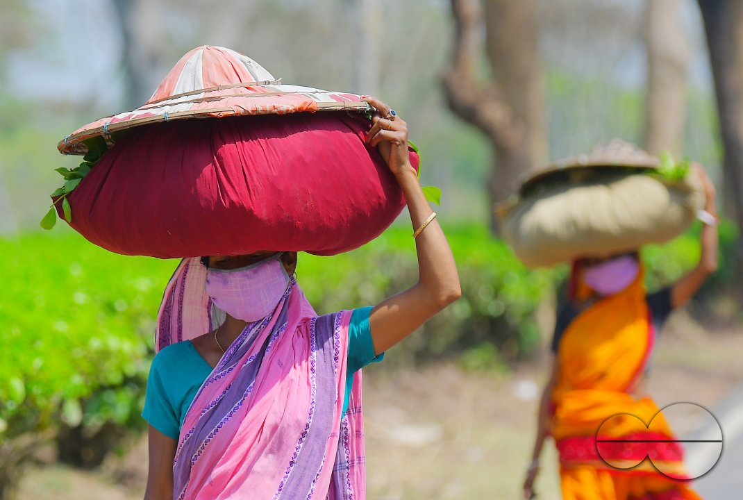 Tea garden workers during lockdown