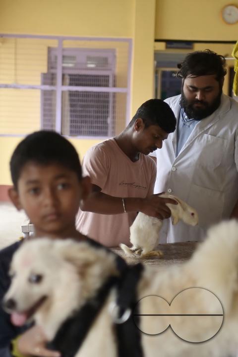 A rabbit is getting treatment and a vaccination on World Zoonoses Day in the State Veterinary Hospital at Agartala