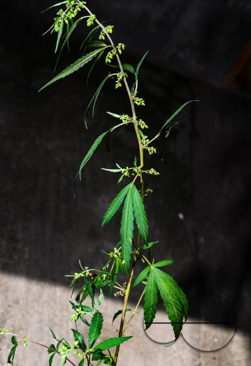 Cannabis sativa is an annual herbaceous flowering plant