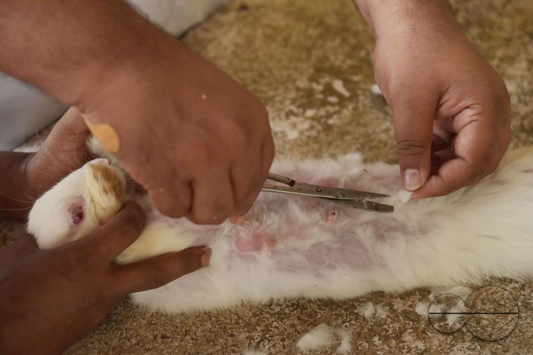 A rabbit is getting treatment and a vaccination on World Zoonoses Day in the State Veterinary Hospital at Agartala