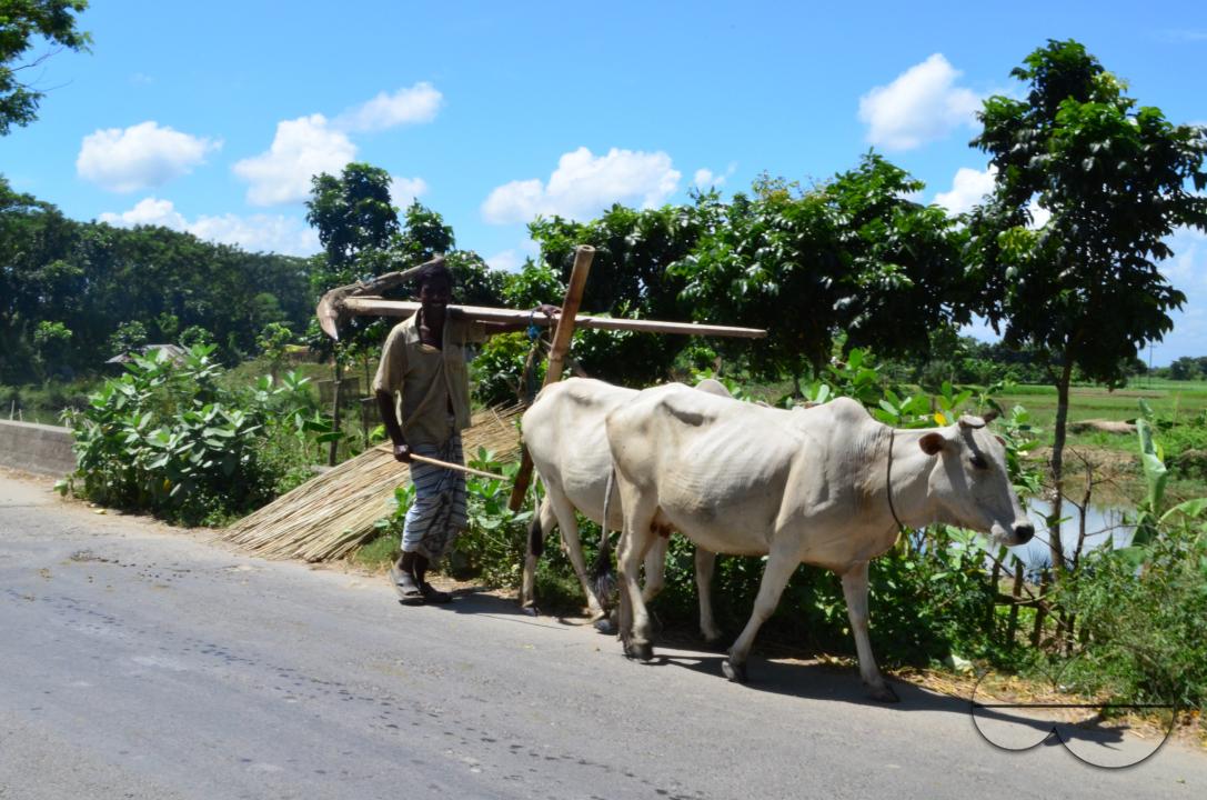 A man taking his cows to the fields in rural Bangladesh