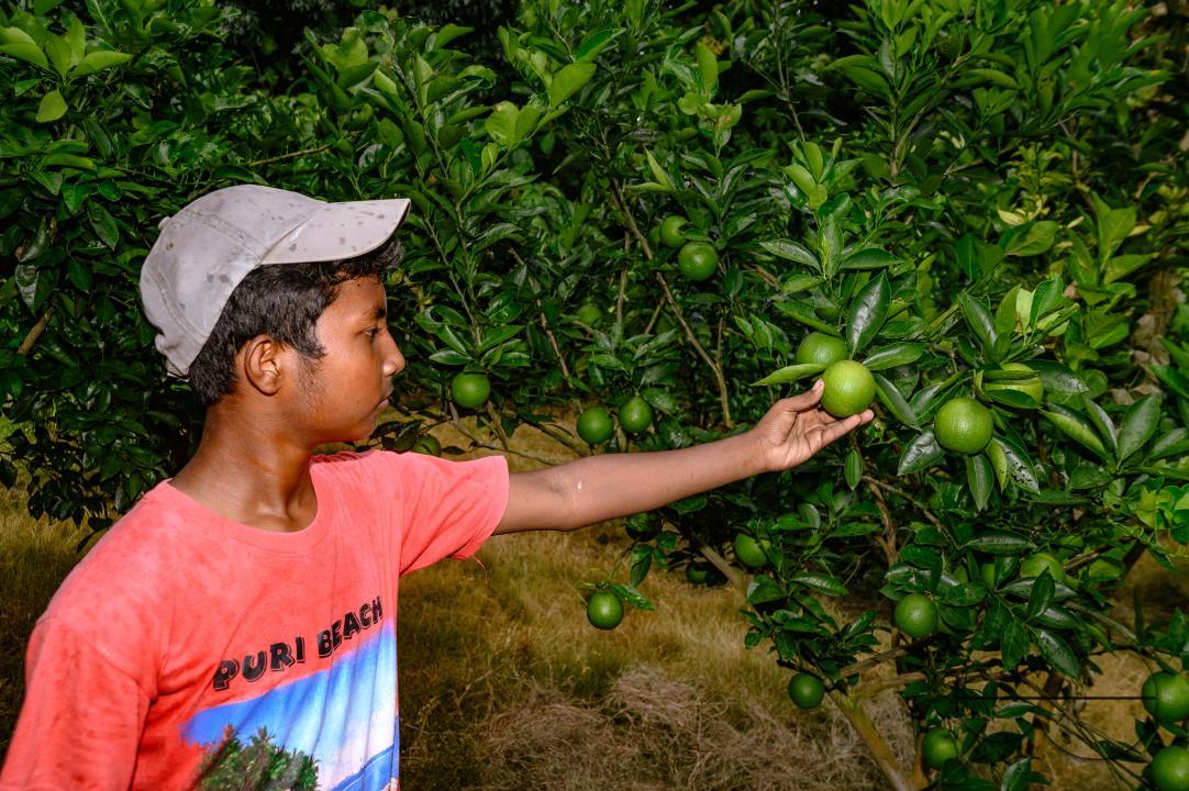 Sweet Malta Orange Fruit Plant or Sweet Malta Lemon is a delicious and easy-to-peel fruit; rich in vitamins, minerals, and antioxidants, and is generally described as tasting like molasses