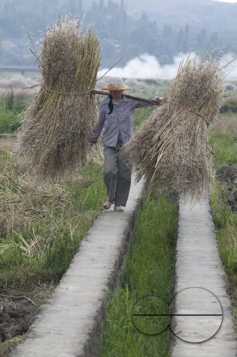 CHINA Peasants carrying bales of grain and hay during harvest time in Yunnan province.