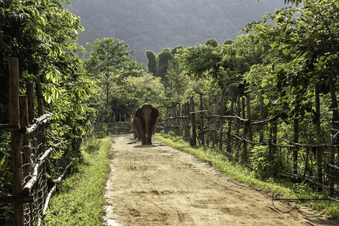 A herd of elephants are walking in the jungle early morning, at the Elephant Nature Park, a rescue and rehabilitation sanctuary for animals that have been abused and exploited, in Chiang Mai, Thailand.