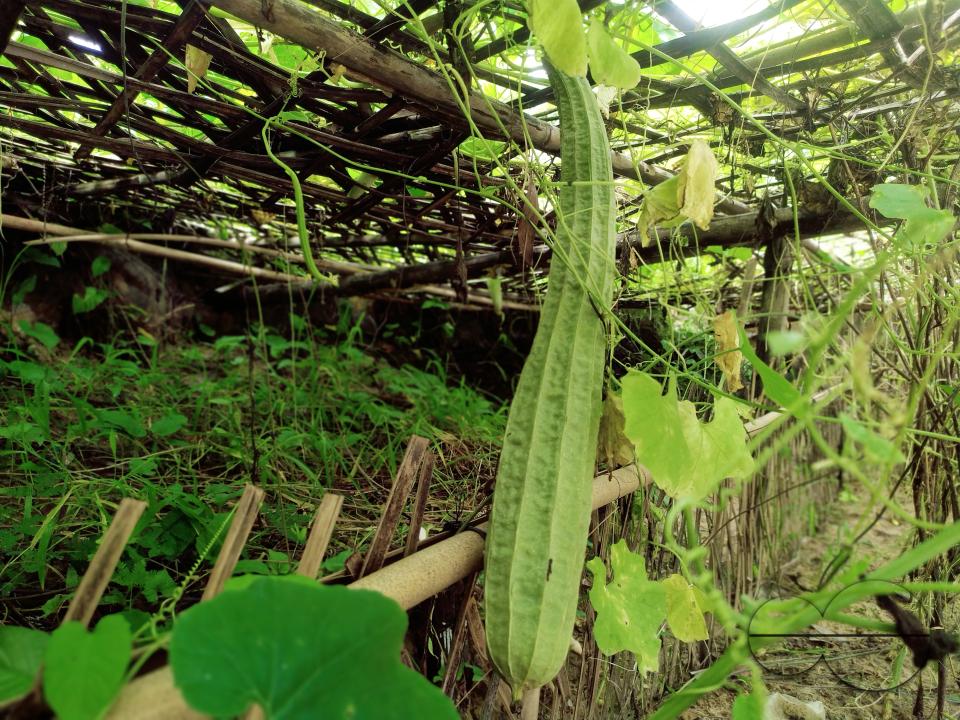 People plant vegetable and fruit trees for food at the Balukhali refugee camp