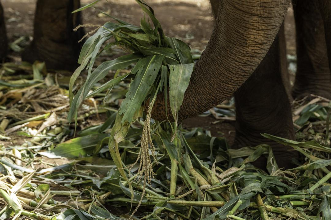 A close-up of an elephant while he is eating a corn leaf, at the Elephant Nature Park, a rescue and rehabilitation sanctuary for animals that have been abused and exploited, in Chiang Mai, Thailand.