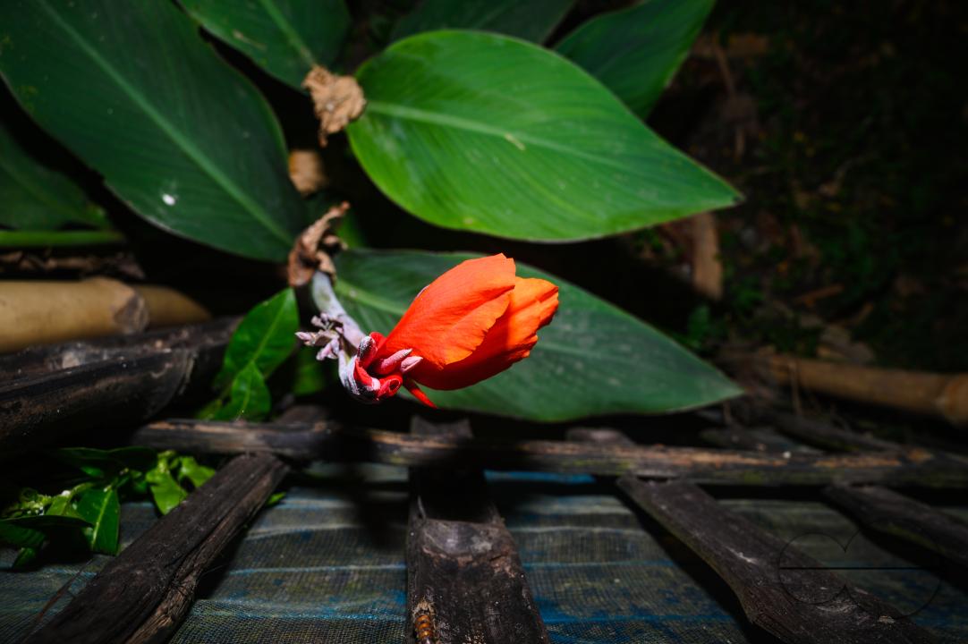 Canna x generalis (CG) is the scientific name for the common garden canna, canna lily, or Indian shot