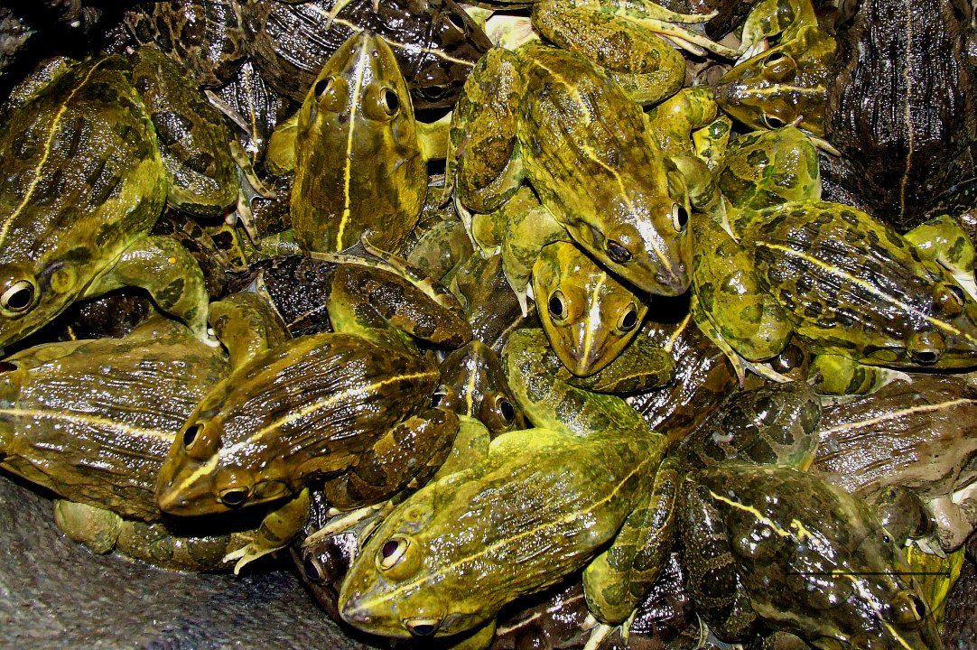 Largest Indian Frog