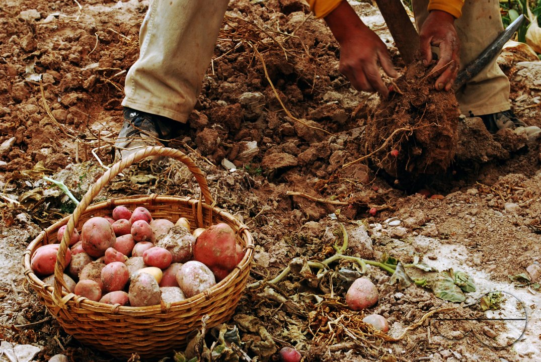 You can find 14 differents kinds of potatoes in Quebrada de Humahuaca lands. Juella, Quebrada de Humahuaca, Jujuy, Argentina. May 1 2010.