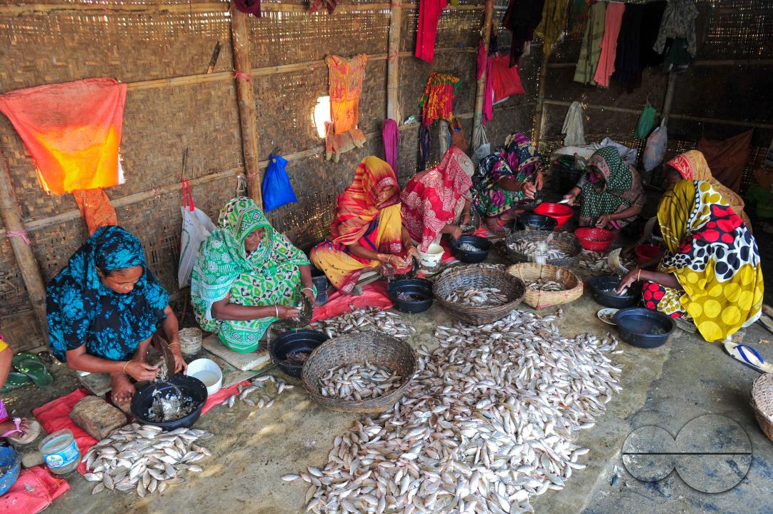Workers are busy processing dried fish at the Lama Kazi area of Sylhet