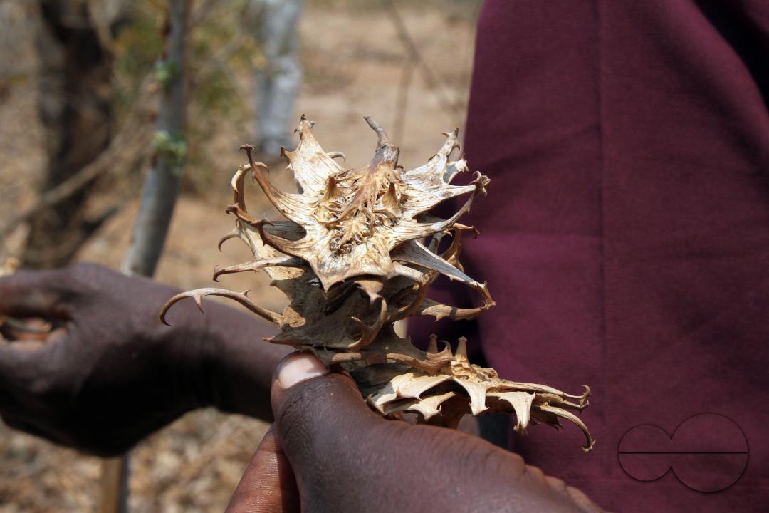 A man is holding a devil's claw plant
