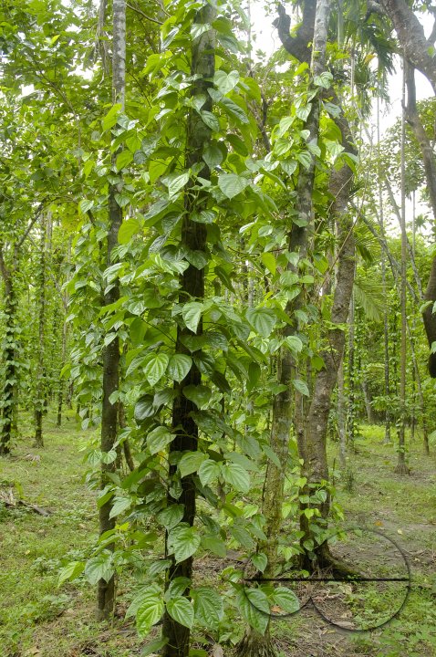 Betel Leaf Garden
