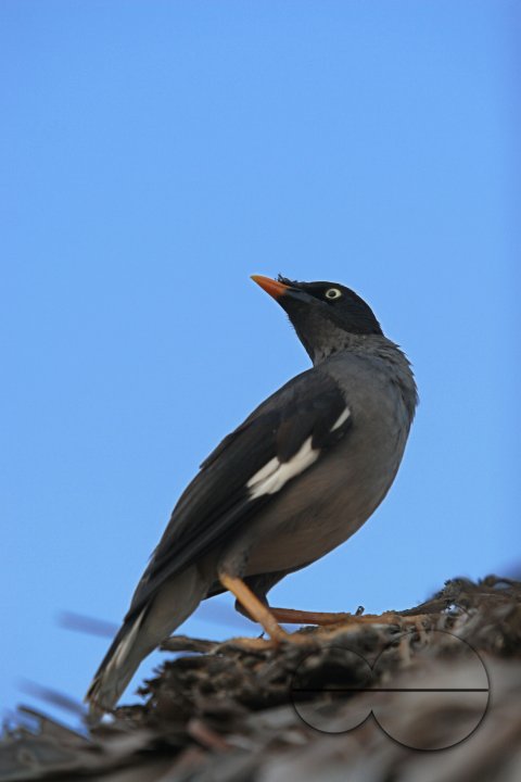 Bird_Bangladesh