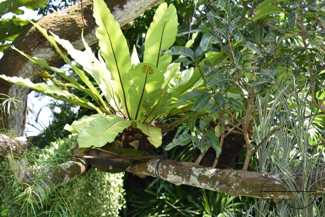 MWC034607