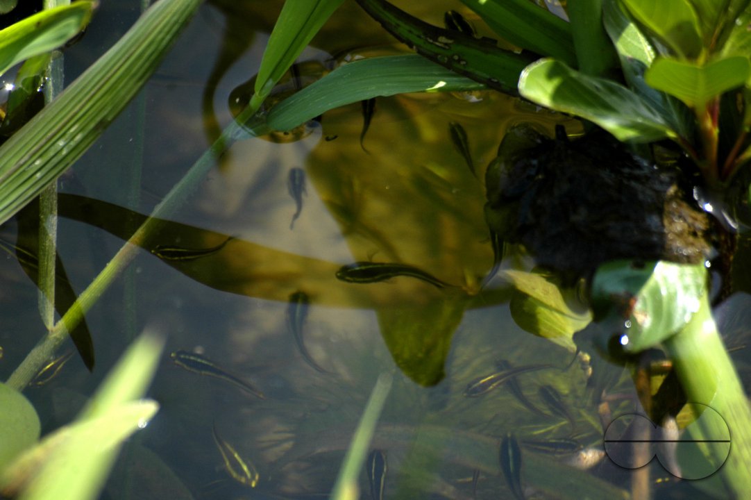 Water Life
