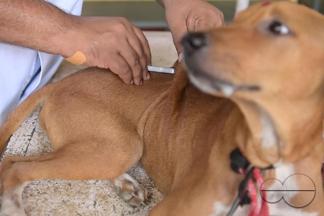 A dog is getting treatment and a vaccination on World Zoonoses Day in the State Veterinary Hospital at Agartala