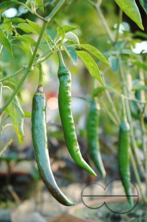 Chili
