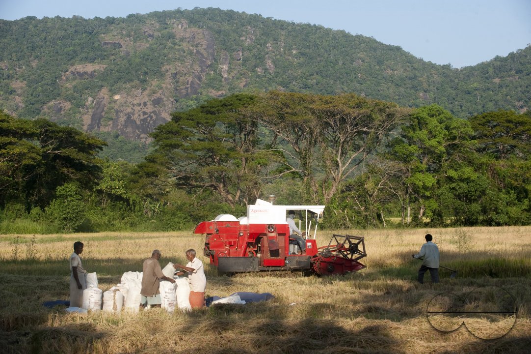 Sri Lanka. Combine harvester at work on a rice field near Buttala.