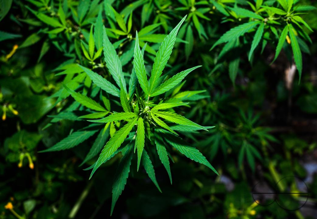 Cannabis sativa is an annual herbaceous flowering plant