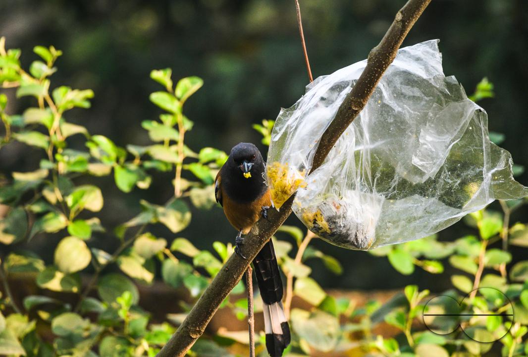 The rufous treepie (Dendrocitta vagabunda) is a treepie, native to the Indian Subcontinent and adjoining parts of Southeast Asia