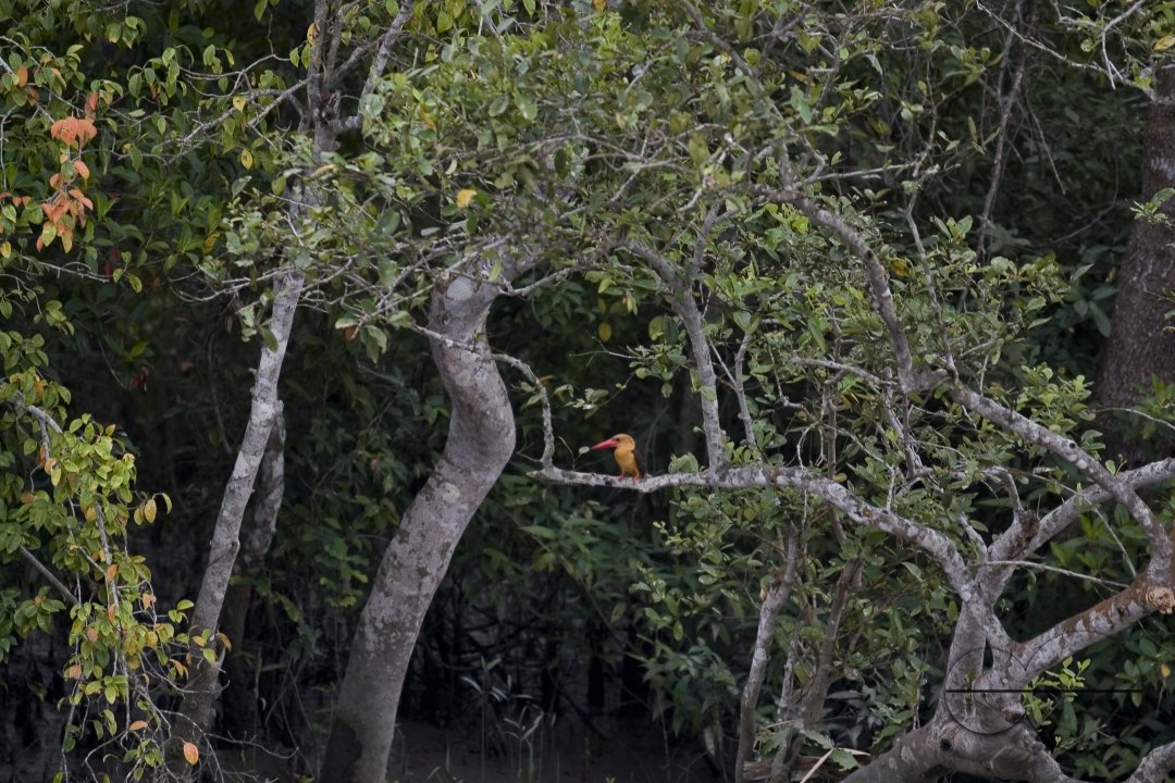 Bird_Bangladesh