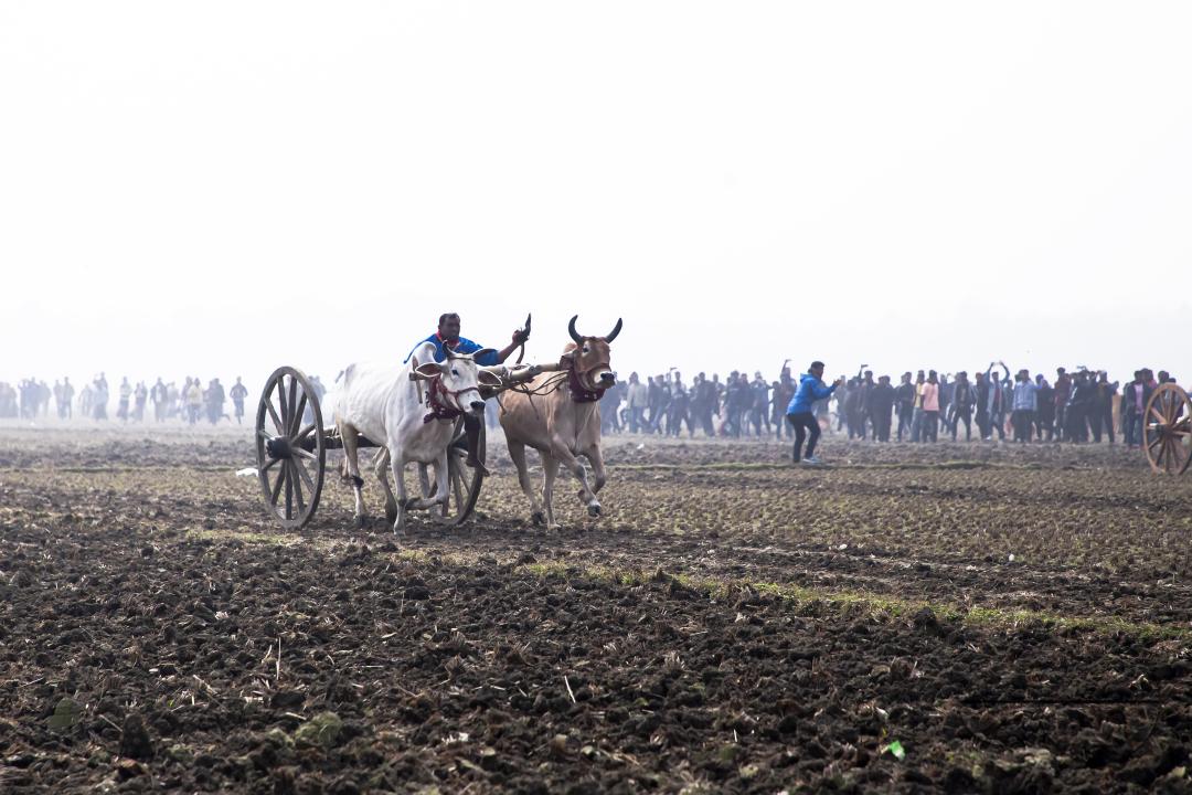 Bullock-carts traditional racing competition at a rural area in Jessore