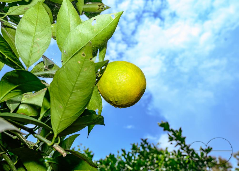 Sweet Malta Orange Fruit Plant or Sweet Malta Lemon is a delicious and easy-to-peel fruit; rich in vitamins, minerals, and antioxidants, and is generally described as tasting like molasses