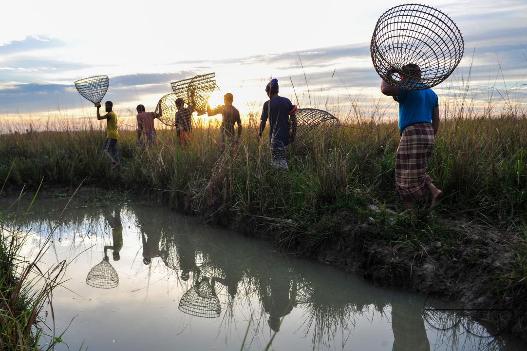 Rural people armed with Bamboo fish traps and nets take part in celebrating a 200-year winter fishing festival at the jofra beel of gasbari union of Kanaighat upazila of Sylhet, Bangladesh.