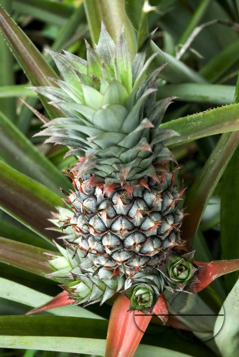 Fruit