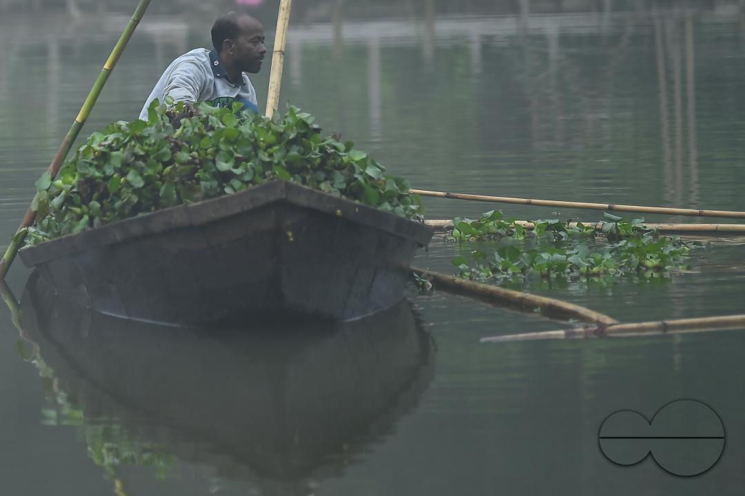 A worker collects plankton on a foggy morning at the MBB College lake at Agartala