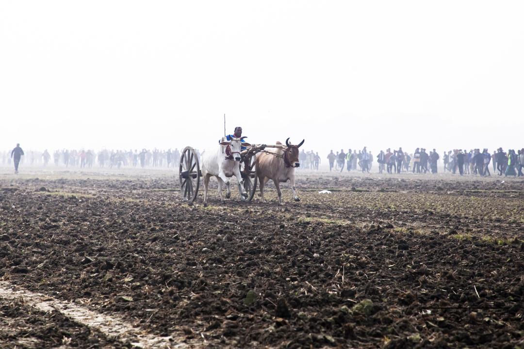 Bullock-carts traditional racing competition at a rural area in Jessore