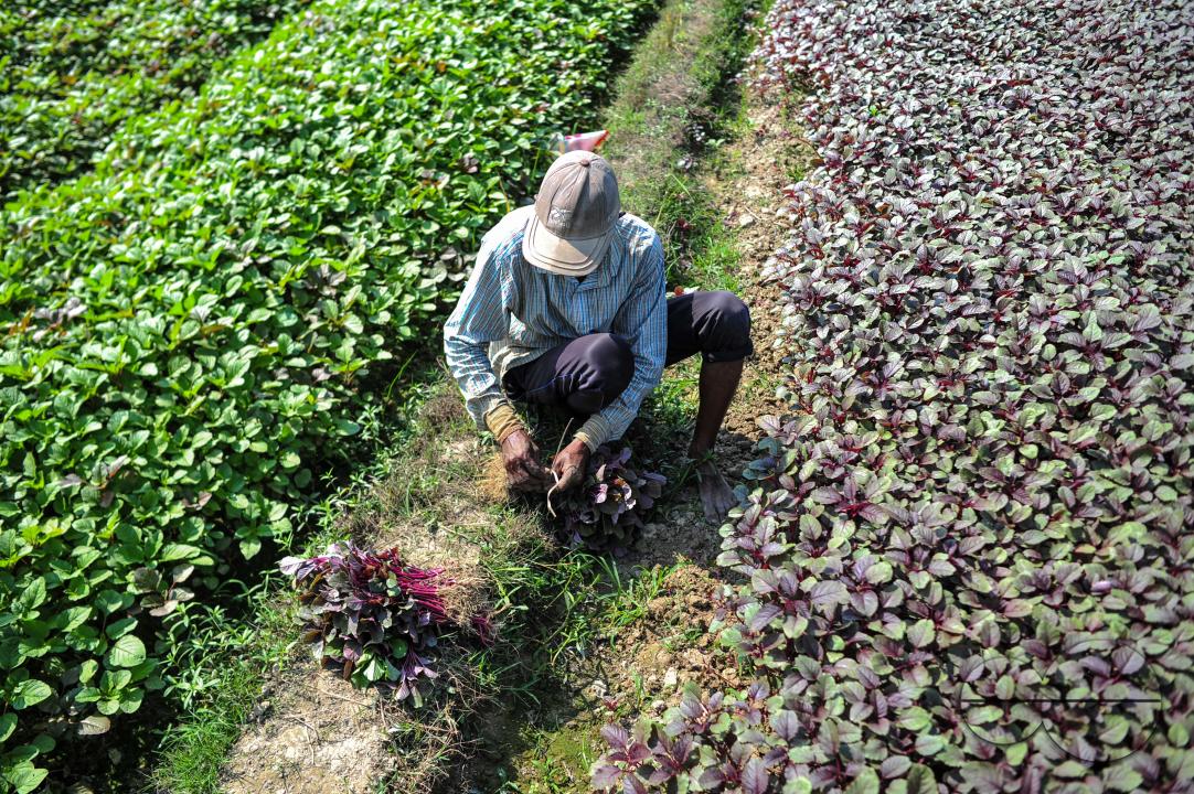 Bachchu Mia (45) is harvesting red vegetables in Darsha village of Kandigao Union Sylhet Sadar Upazila