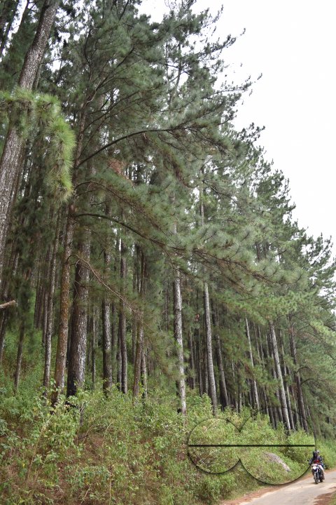 MWC031462